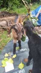 Leaf Lovers Unite Goats and their Favourite Snacks