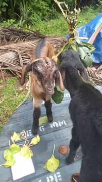 Leaf Lovers Unite Goats and their Favourite Snacks