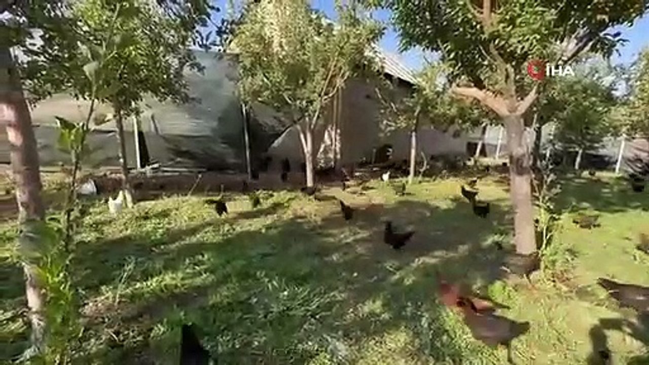 4 enseignants qui ont commencé avec 8 poussins ont maintenant 1200 poulets