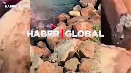 Fok saldırısına uğrayan yavru ispermeçet balinası kayalıklara kadar kaçtı