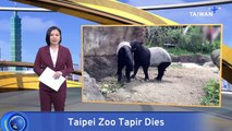 Taipei Zoo Tapir Dies, Public Awaits Autopsy Results
