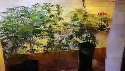 Mersin'de Evde Hint Keneviri Yetiştiriciliği Yapan Şüpheli Tutuklandı