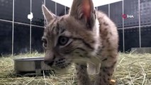 Le bébé lynx est devenu le symbole du centre de soins