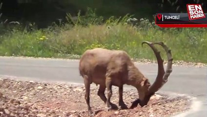 Yaban keçilerinin 'tuz'la imtihanı