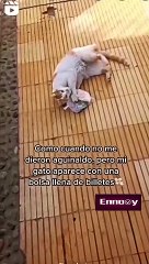 Gatito sorprende a su dueña al aparecer con una bolsa de billetes