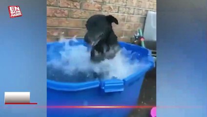 Sıcaktan bunalan köpeğin havuz keyfi