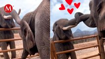 Gran boda de elefantes asiáticos en Santuario Ostok