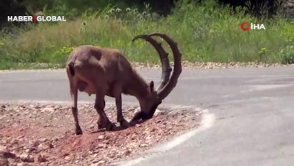 Tunceli'de görüntülendi Vatandaşlar uyarıcı levhalar konulması gerektiğini dile getirdiler