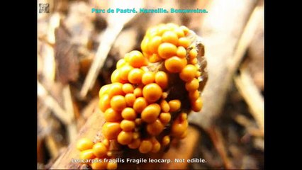 Leocarpus fragilis.  Champimaginatis. English Text