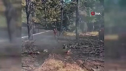 Le feu de forêt à Seyitgazi a été éteint en peu de temps