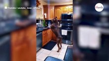 Huilen van het lachen om de bizarre reactie van de Doberman wanneer zijn baasje hem betrapt (video)