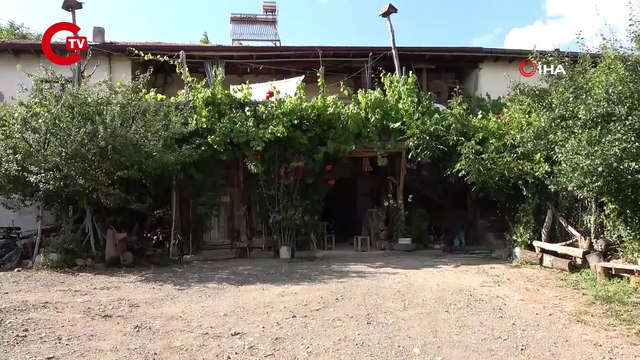 Kurumuş ağaç dallarını ve köklerini sanat eserine dönüştürüyor