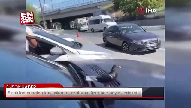 Sıcaktan bunalan kuş, yıkanan arabanın üzerinde böyle serinledi