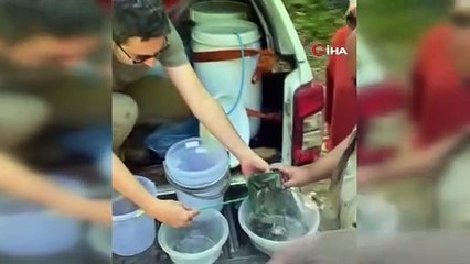 Bursa derelerine 9 bin adet alabalık bırakıldı