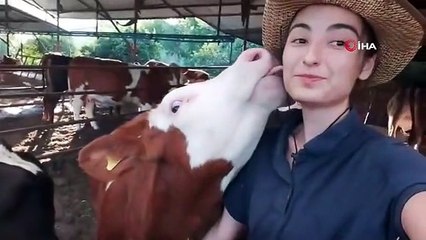 İneğin selfie merakı, sosyal medyada viral oldu