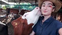 İneğin selfie merakı, sosyal medyada viral oldu