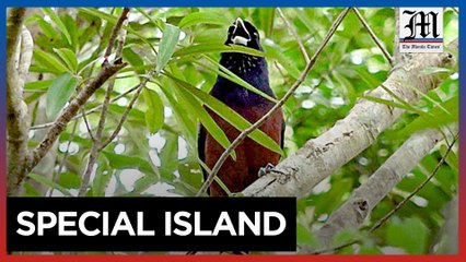 Amami-Oshima: Living in biodiversity