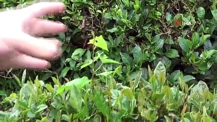 Les mauvaises herbes observées dans les champs de thé inquiètent les producteurs de thé