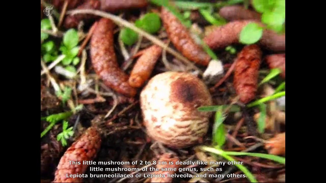 Lepiota brunneoincarnata.  Champimaginatis. English Text