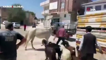 Yeni aldığı at hayatının şokunu yaşattı: Bir anda koşmaya başlayarak...