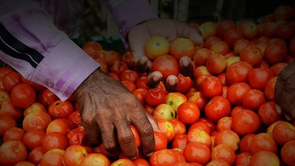 Central Government ని దిగొచ్చేల చేసిన టమాటో ధర.. | Telugu OneIndia