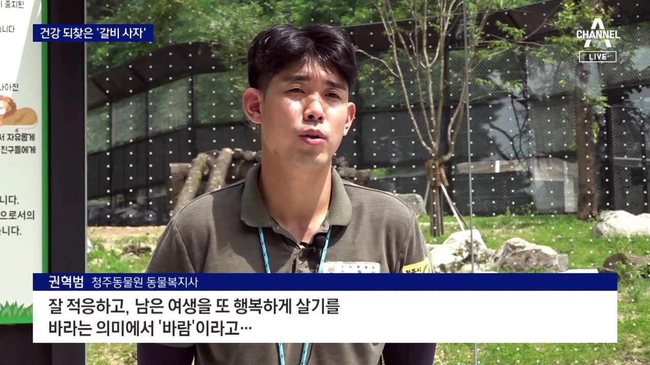 이사 보름 만에 살 붙은 ‘갈비 사자’…새 이름은 ‘바람’