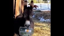 Funniest Animals Videos 2023  Try Not To Laugh Funny Dogs And Cats_2