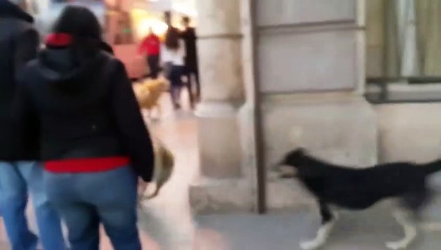 Le gouverneur d'Istanbul, Davut Gul, a ordonné la saisie des chiens errants