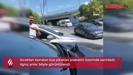 Sıcaktan bunalan kuş yıkanan arabanın üzerinde serinledi, ilginç anlar böyle görüntülendi