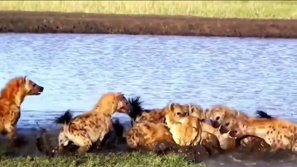 Animals attack - hyenas vs lions - hyenas deadly fight