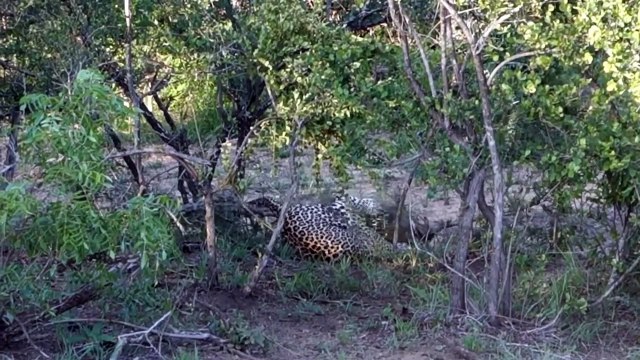 Animals attack - Leopard attacks Ostrich, eagle and warthog - Leopards fights