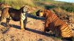 Animals real fight Lions - Tiger attacks warthog - Animal attacks