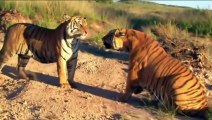 Animals real fight Lions - Tiger attacks warthog - Animal attacks
