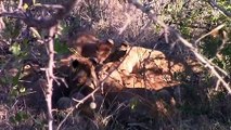 Animals real fights - Attack lions, hyenas and cheetahs - Animal attacks