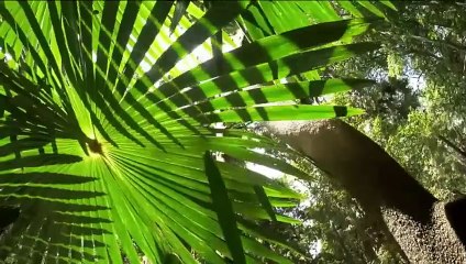 Baby elephant has lost its trunk! How can he survive now