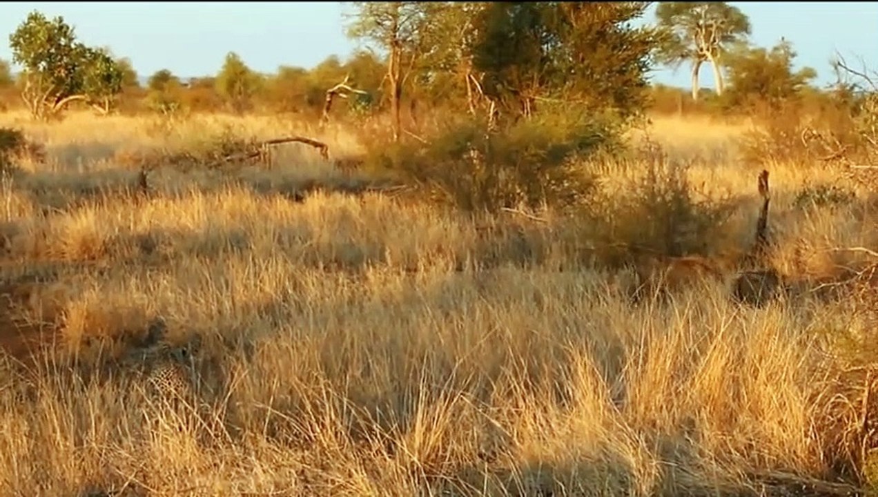 Craziest animal attacks - Lions, leopard, huenas, python - Animal fights