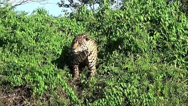 Jaguar attack - Jaguar vs crocodile otters capybaras - animals fight