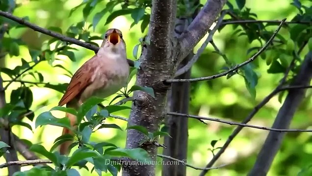 FEROCIOUS JAGUAR ATTACKS COLONY OF BRAZILIAN OTTERS AND CAPYBARAS! ANIMAL FIGHTS