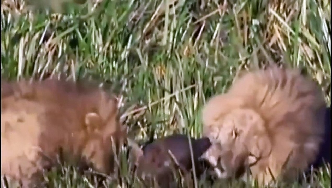 Lions attack hyena