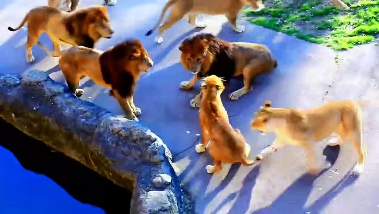Pride lions attacking lioness! - Animals attack - Lions fight