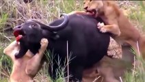 Real Animals Attack Crocodile, lion, huena, hippo - Animals fights