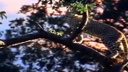 OMG! WARTHOG DEFEATS FEROCIOUS LEOPARD IN FIGHT! ANIMAL ATTACKS