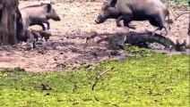 Real Animals Attack Crocodile, lions, anaconda, hippo, python, wild dogs   Animal fights