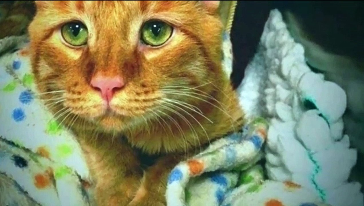 The family took home a sad cat and changed her life