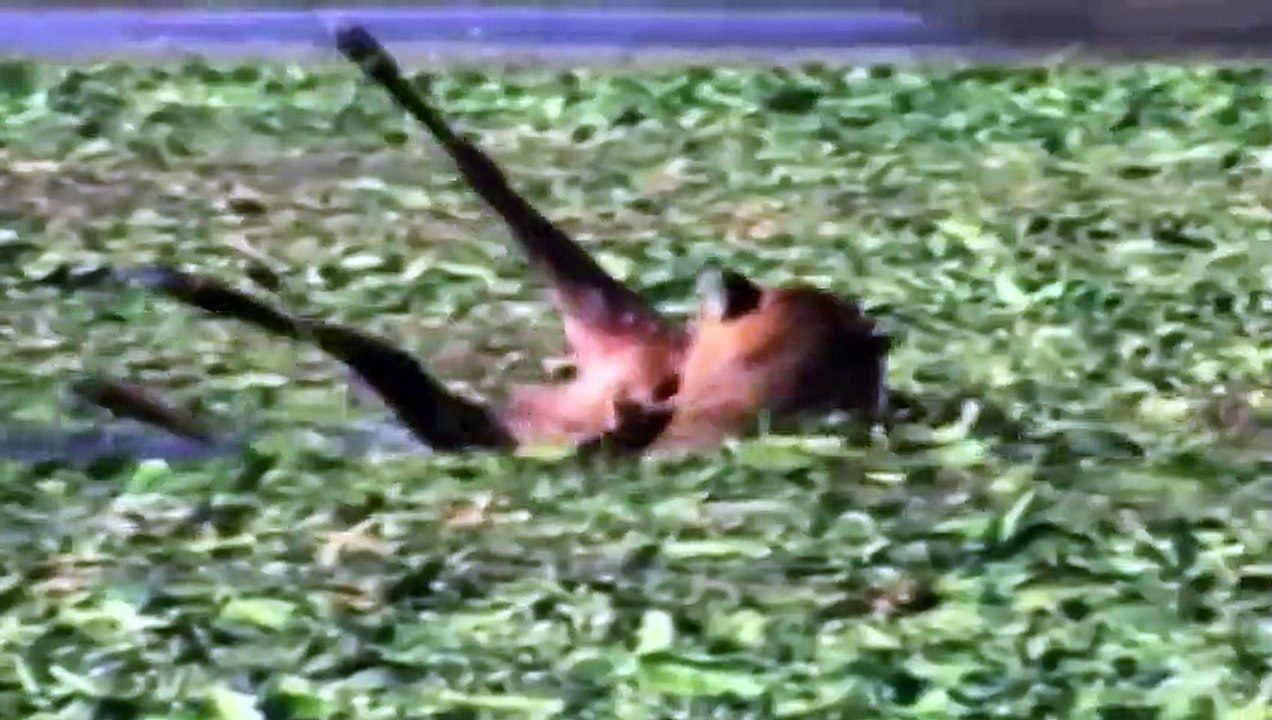 TIGERS FIGHTS! SCARY TRAGEDY OVERTOOK THE CROCODILE WHEN HE GOT INTO FIGHT WITH TIGER