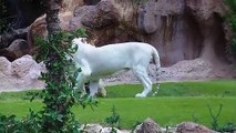 Tiger attack tiger - Animal fights - Rare white tiger vs tiger Easy fight