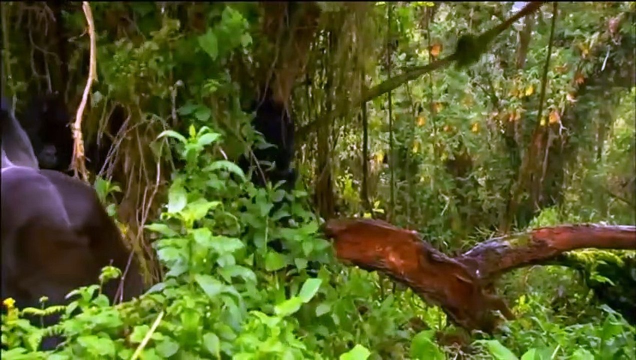 Top 10 Angry Animals Caught On Camera