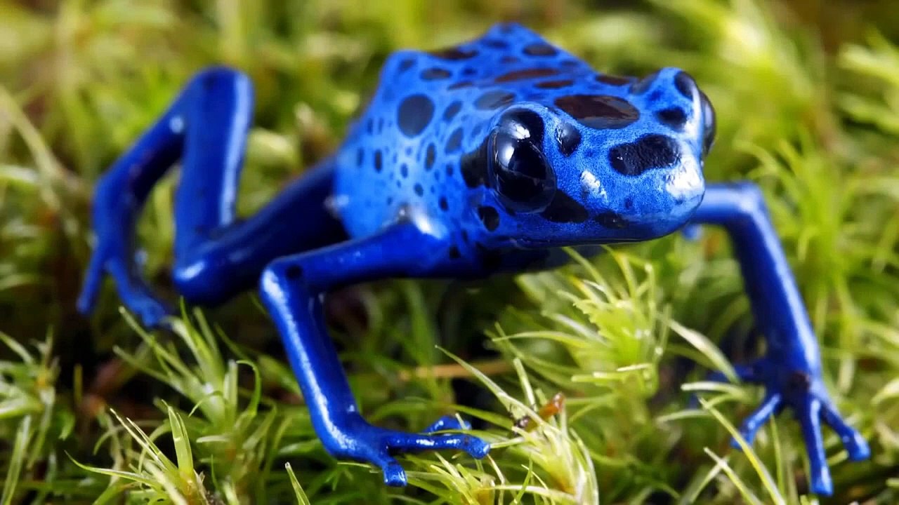 Top 10 Most Dangerous Animals In Amazonia