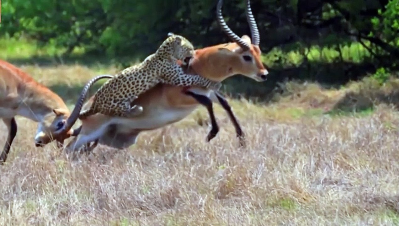 Top 10 Most Extreme Animal Fights Caught on Camera