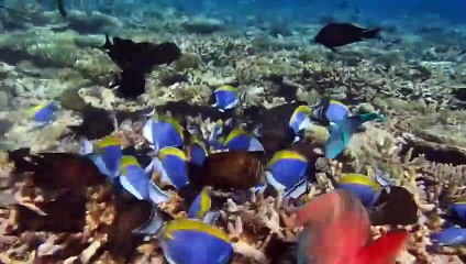 Top 10 Most dangerous predatory fish in the world